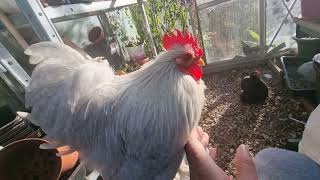 Pekin Bantam Lavender Male Pekin Bantams Backyard Chickens Pet Chickens [upl. by Delilah]