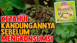 100 ALAMI Inilah Komposisi Montalin Herbal Untuk Menyembuhkan Asam Urat amp Pegal Linu [upl. by Ettevol986]