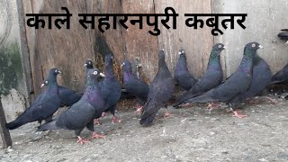 Black Saharanpuri Pigeon  काले कबूतरों की ऐसी दीवानगी नहीं देखी होगी कभी [upl. by Hanan316]