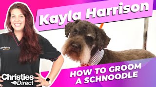 Kayla Harrison How to Groom a Schnoodle in a Schnauzer style [upl. by Allenad]