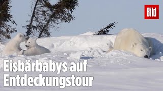 Minus 65 Grad An diesem Ort fühlen sich nur Eisbären wohl [upl. by Asiela]