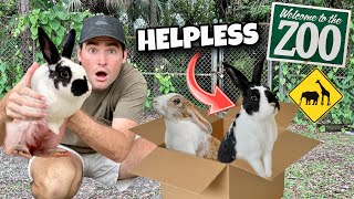 RESCUED HELPLESS BUNNIES DUMPED AT OUR ZOO  WHAT HAPPENED [upl. by Dupuy]