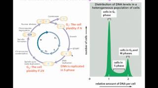 Flow cytometry for DNA analysis [upl. by Leftwich]