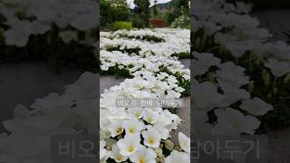 혼자보기 아까웠어요 은배초 너무 예쁘다 Cupflowers Nierembergia rivularis [upl. by Ayikal]