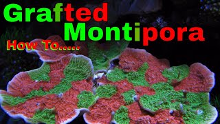 Grafting Coral Green amp Red Montipora Caps [upl. by Ailssa]