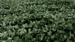 Fields of Energy Super Soybean [upl. by Notse]