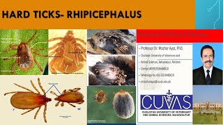 Ticks Rhipicephalus [upl. by Kannry]