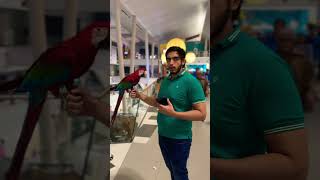 Green wing macaw with seth sab at emporium mall [upl. by Terej]