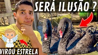 Fazendo ninho para os cisnes e Tadornas ferrugínea  Preparando ração  Aves Recriar [upl. by Ycniuqal]