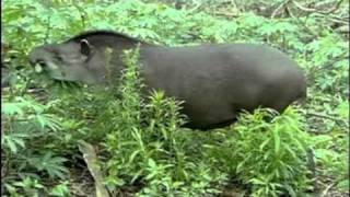 Lowland tapir video Tapirus terrestris 5 [upl. by Ermey]