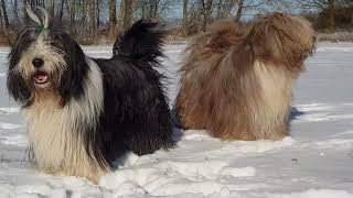 5 things you need to know about Bearded Collies [upl. by Anelle527]