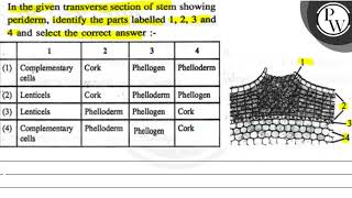 In the given transverse section of stem showing periderm identify [upl. by Adlihtam]