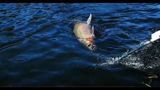 STEELHEAD Fishing the CLEARWATER River  3 Fishing GUIDES Enter a local Tournament  Part 2 of 2 [upl. by Nedarb]