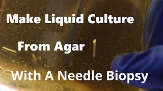 How to Make Liquid Culture From Agar the Easy Way [upl. by Brandtr63]