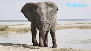 Namibia Fantastischer Etosha National Park [upl. by Mathia]