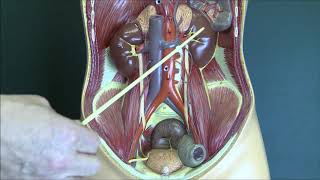 Renal Anatomy 1 Kidneys and urinary system [upl. by Grimaldi]