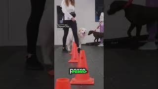 Entrena a Tu Perro en Casa Beneficios Impresionantes [upl. by Mages962]