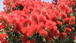 Pohutukawa tree New Zealand’s iconic Christmas tree [upl. by Angelita]