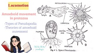 LocomotionAmoeboid movement in protozoaTypes of Pseudopodia Theories of Amoeboid movt MSc BSc [upl. by Lennard]