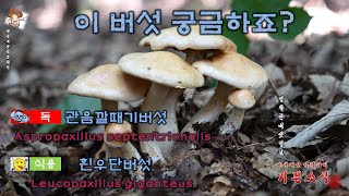 관음깔때기버섯Aspropaxillus septentrionalis amp 흰우단버섯Leucopaxillus giganteus 그리고 송이과 버섯 [upl. by Legin]