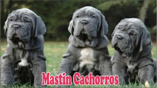 MASTIN NAPOLITANO BEBES cachorros de Mastin Napolitano ðŸ¾ [upl. by Ave]