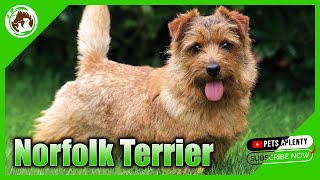 This Adorable Dog Will Melt Your Heart  Meet the Norfolk Terrier [upl. by Nya236]