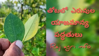 ఎరువులు ఎలా ఉపయోగించాలి how to use fertilizers best fertilizers for flowering citrus బత్తాయి [upl. by Marabelle46]