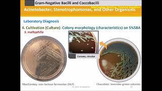 Acinetobacter and Stenotrophomonas [upl. by Chrisy]