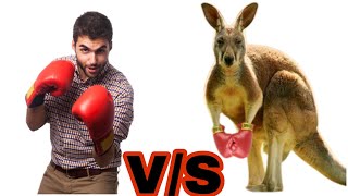 Man Vs Kangaroo Top 5 Kangaroo FightTop 5 Kangaroo Boxing [upl. by Epolulot]