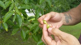 How to Open and Eat Beech Nuts [upl. by Van]