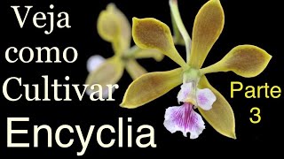 COMO CUIDAR DE ENCYCLIA E TER MUITAS FLORES   PARTE 33 [upl. by Ellerehs]