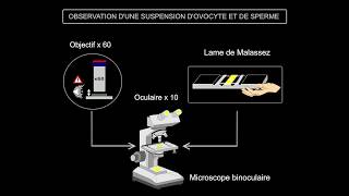 Fécondation Ascidie Polyspermie Kempf Lycée de lElorn [upl. by Asirehc]