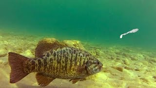 Sight Fishing Smallmouth Bass [upl. by Nilra]