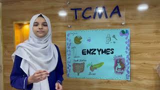 Enzymes Unveiled  Science Project by Student [upl. by Edythe417]