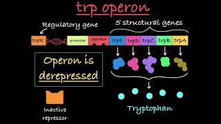 The trp Operon Explained [upl. by Niatsirhc]