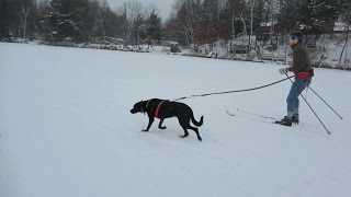 Ruffwear Omnijore Joring System Review [upl. by Gnod]