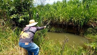 Valão escondido no meio da plantação de arroz usei varinha de bambu e peguei muita traíra [upl. by Amato24]