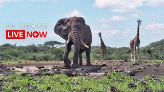 ol Donyo Lodge  Wildlife Live Stream – Kenya [upl. by Annaerda221]