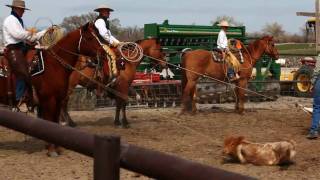 Vaquero Californio Buckaroo Ranch Roping Hackamore Horse Calf Branding [upl. by Eilis]