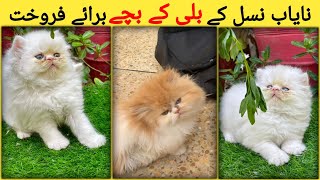 Beautiful Persian kittens for sale  kittens for sale in Pakistan  Persian kittens sale [upl. by Avi520]