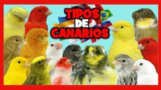 TIPOS de CANARIOS 🐤 RAZAS de CANARIOS 🌍 Canarios de Canto Canarios de Color y Canarios de Postura [upl. by Einimod493]