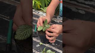 Amazing how to plant fittonia houseplants [upl. by Ynelram]