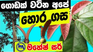 ශ්‍රී ලංකාවට ආවේණික හොර ශාකය  hora tree [upl. by Legir]