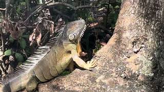 GIANT IGUANA SPOTTED [upl. by Madelle]