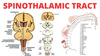 Spinothalamic Tract  PAIN ANATOMY [upl. by Mallen]