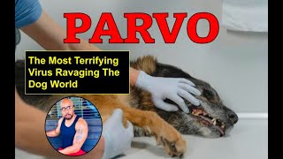 Canine Parvovirus Treatment amp How to protect your puppy or dog [upl. by Sigrid47]