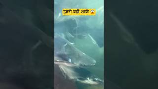 इतनी बड़ी शार्क 😱  Moster Shark  Shark Tank  Moster Fish  Biggest Fish shorts ytshorts yt [upl. by Hummel312]