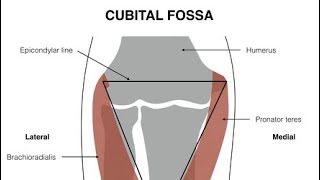 شرح cubital fossa داحمد عبد الحميد البكوش [upl. by Lewie]