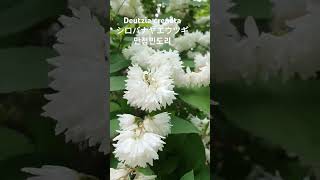 Deutzia crenata f plena Schneid白花八重空木八重咲き卯木ウノハナウツギ만첩빈도리 꽃말quot애교 기품quot 꽃이름 Flower name 花の名前 [upl. by Fronia46]