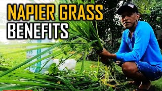 Bakit mahalaga ang napier grass sa ating mga baka kafarmeyt [upl. by Frear]